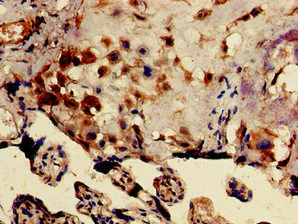 Immunohistochemistry (Formalin/PFA-fixed paraffin-embedded sections) - Anti-DRG1 antibody (AB236958)