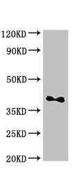 Western blot - Anti-DRG1 antibody (AB236958)