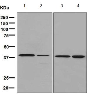 Western blot - Anti-DRG1 antibody [EPR8465] (AB133648)