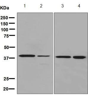 Western blot - Anti-DRG1 antibody [EPR8465] - BSA and Azide free (AB248593)