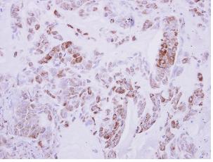 Immunohistochemistry (Formalin/PFA-fixed paraffin-embedded sections) - Anti-DRG2 antibody (AB127170), expandable thumbnail
