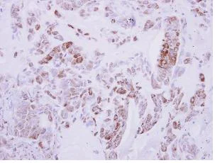 Immunohistochemistry (Formalin/PFA-fixed paraffin-embedded sections) - Anti-DRG2 antibody (AB127170)