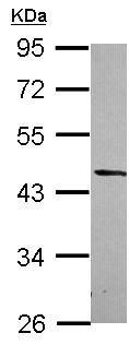 Western blot - Anti-DRG2 antibody (AB127170), expandable thumbnail