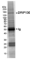 Immunoprecipitation - Anti-DRIP130 antibody (AB70449)