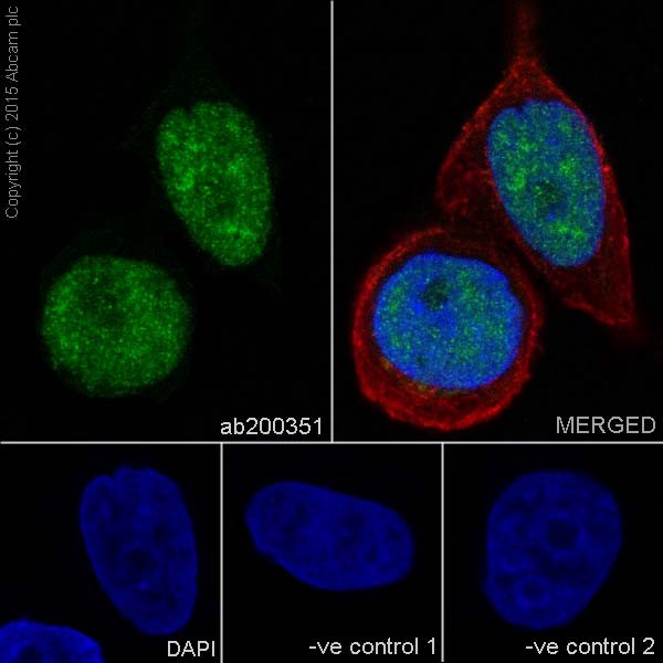 Immunocytochemistry/ Immunofluorescence - Anti-DRIP130 antibody [EPR17418] (ab200351), expandable thumbnail