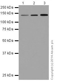 Western blot - Anti-DRIP130 antibody [EPR17418] (AB200351), expandable thumbnail