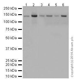 Western blot - Anti-DRIP130 antibody [EPR17418] (AB200351), expandable thumbnail