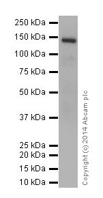 Western blot - Anti-DRIP130 antibody [EPR17418] (AB200351), expandable thumbnail