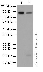 Western blot - Anti-DRIP130 antibody [EPR17418] (AB200351), expandable thumbnail