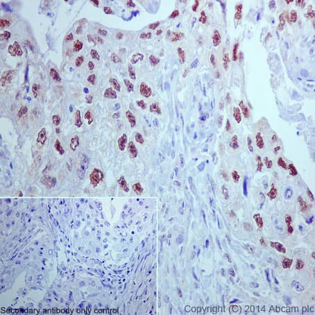 Immunohistochemistry (Formalin/PFA-fixed paraffin-embedded sections) - Anti-DRIP130 antibody [EPR17418] - BSA and Azide free (AB240977)