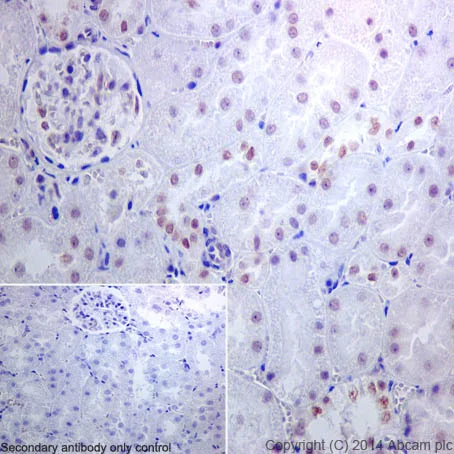 Immunohistochemistry (Formalin/PFA-fixed paraffin-embedded sections) - Anti-DRIP130 antibody [EPR17418] - BSA and Azide free (AB240977)