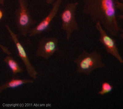 Immunocytochemistry - Anti-Drosha antibody (AB12286), expandable thumbnail