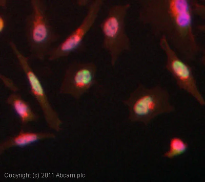 Immunocytochemistry - Anti-Drosha antibody (AB12286)