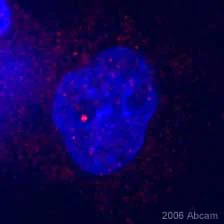Immunocytochemistry - Anti-Drosha antibody (AB12286)
