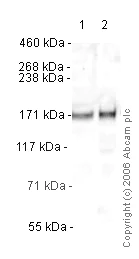 Western blot - Anti-Drosha antibody (AB12286)