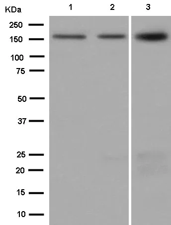 Western blot - Anti-Drosha antibody [EPR12794] (AB183732)