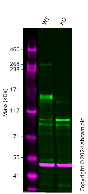 Western blot - Anti-Drosha antibody [EPR12794] (AB183732), expandable thumbnail