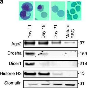 Western blot - Anti-Drosha antibody [EPR12794] (ab183732), expandable thumbnail