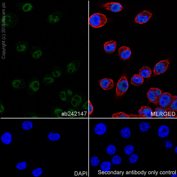 Immunocytochemistry/ Immunofluorescence - Anti-Drosha antibody [EPR23046-123] (AB242147), expandable thumbnail