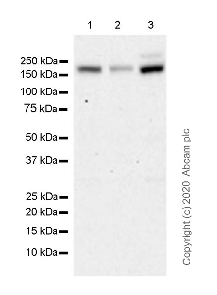Western blot - Anti-Drosha antibody [EPR23046-123] (AB242147), expandable thumbnail