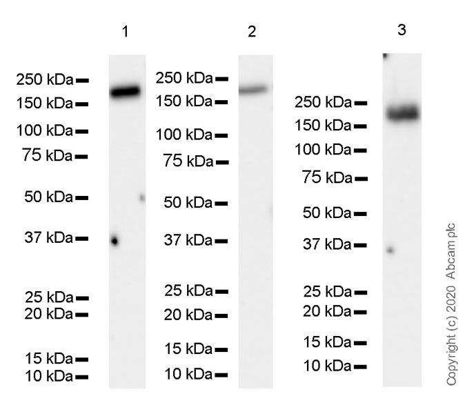 Western blot - Anti-Drosha antibody [EPR23046-123] (AB242147), expandable thumbnail