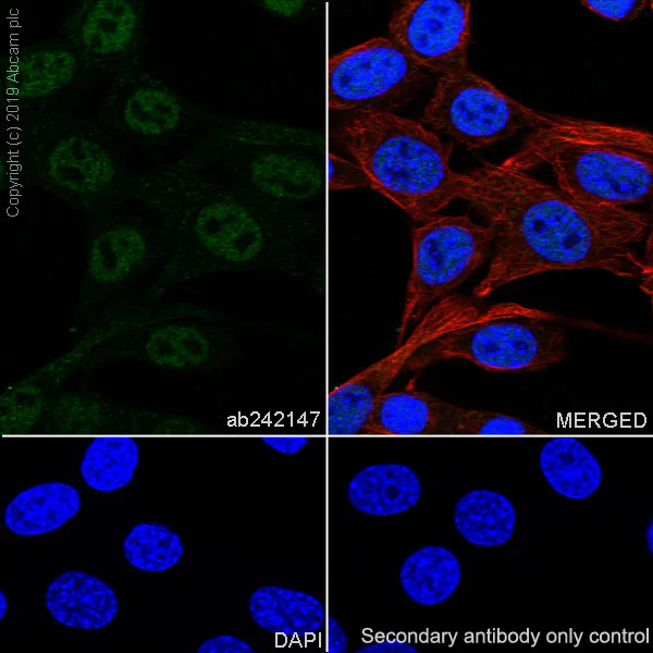 Immunocytochemistry/ Immunofluorescence - Anti-Drosha antibody [EPR23046-123] - BSA and Azide free (AB267793)