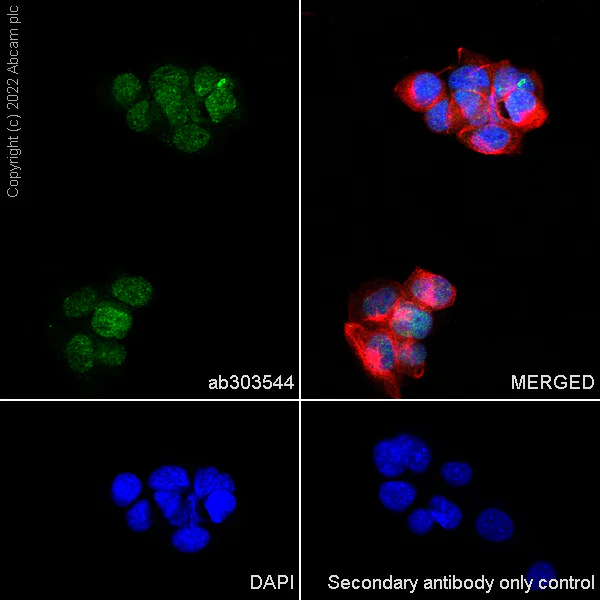 Immunocytochemistry/ Immunofluorescence - Anti-Drosha antibody [EPR25336-93] (AB303544)