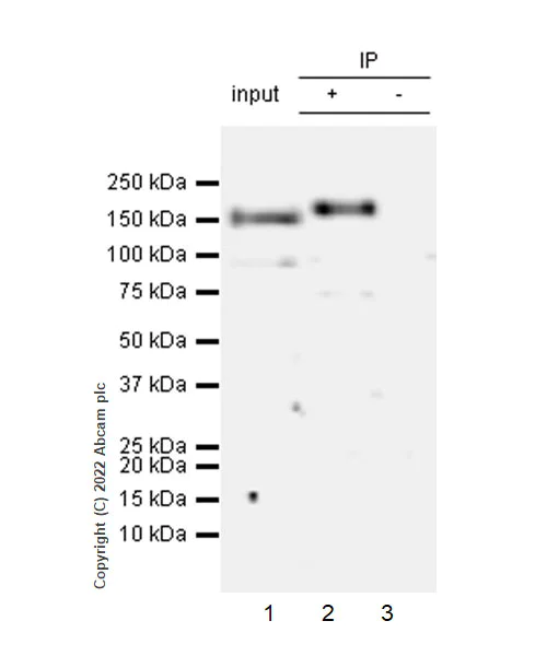 Immunoprecipitation - Anti-Drosha antibody [EPR25336-93] (AB303544)