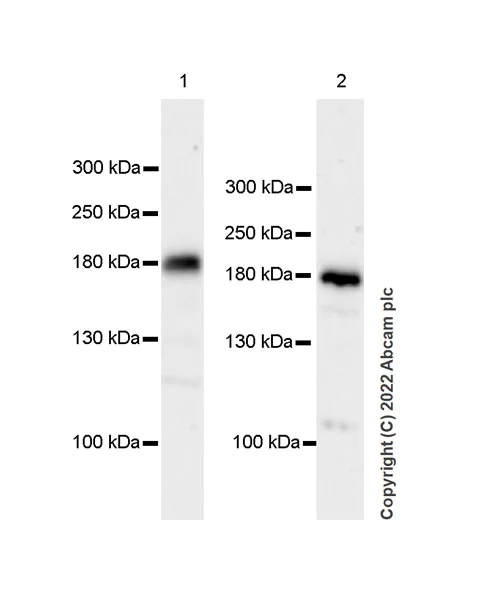 Western blot - Anti-Drosha antibody [EPR25336-93] (AB303544)