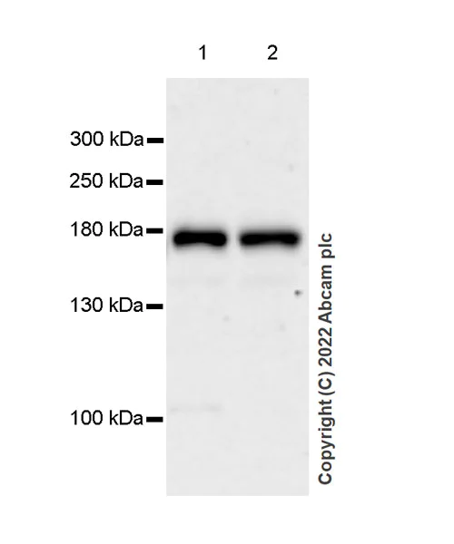 Western blot - Anti-Drosha antibody [EPR25336-93] (AB303544)