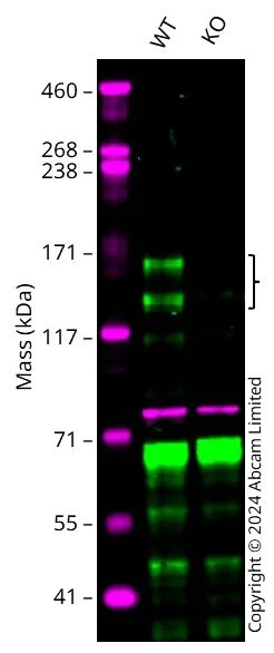Western blot - Anti-Drosha antibody [EPR25336-93] - BSA and Azide free (AB303545)