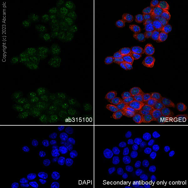 Immunocytochemistry/ Immunofluorescence - Anti-Drosha antibody [RM1063] - BSA and Azide free (AB315101)