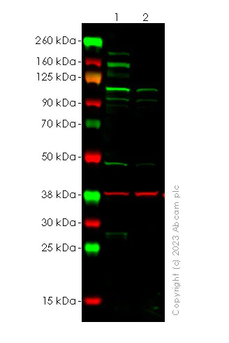Western blot - Anti-Drosha antibody [RM1063] - BSA and Azide free (AB315101)