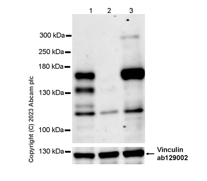 Western blot - Anti-Drosha antibody [RM1063] - BSA and Azide free (AB315101)
