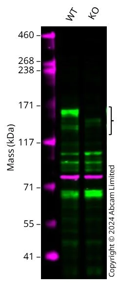 Western blot - Anti-Drosha antibody [RM1063] - BSA and Azide free (AB315101)