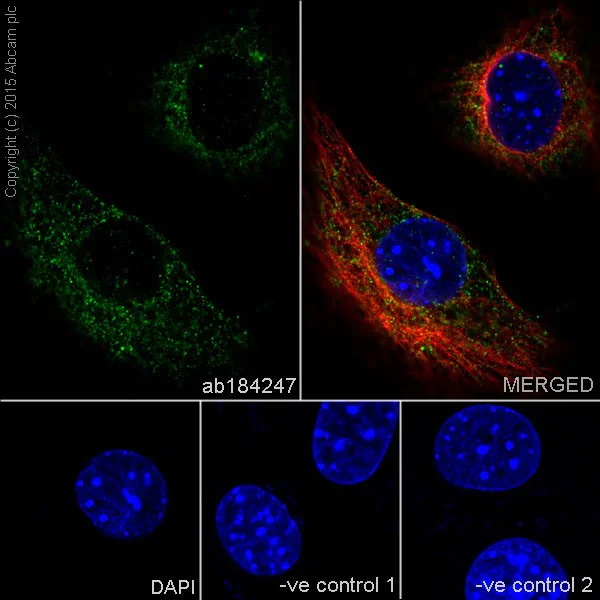 Immunocytochemistry/ Immunofluorescence - Anti-DRP1 antibody [EPR19274] (AB184247)
