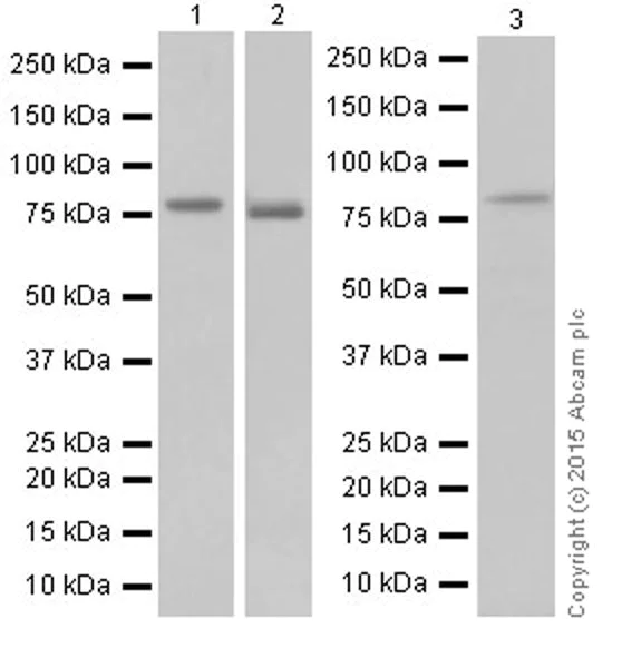 Western blot - Anti-DRP1 antibody [EPR19274] (AB184247)