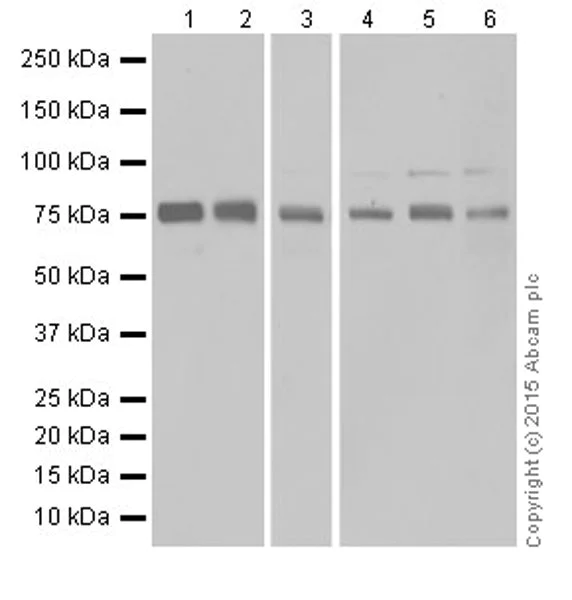 Western blot - Anti-DRP1 antibody [EPR19274] (AB184247)