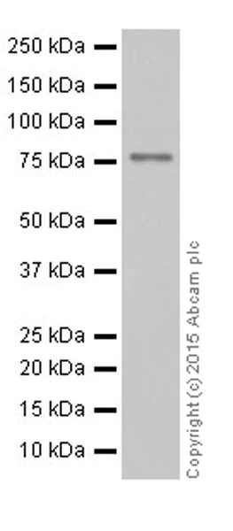 Western blot - Anti-DRP1 antibody [EPR19274] (AB184247)