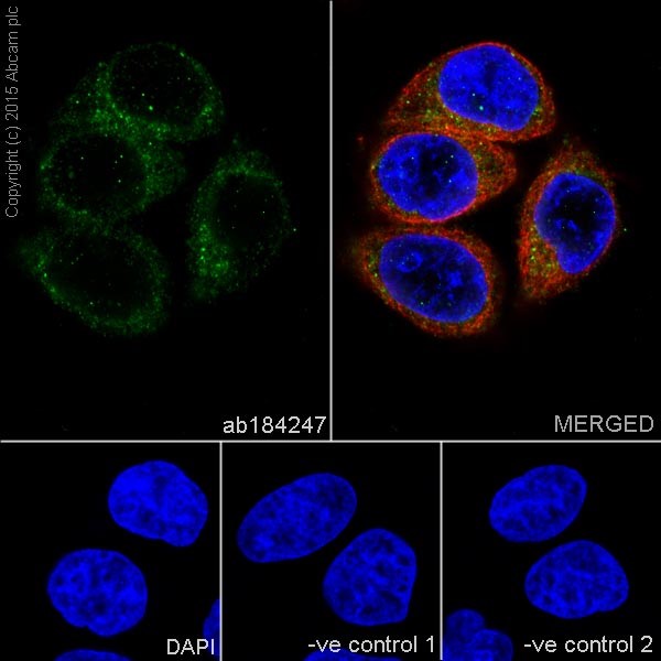 Immunocytochemistry/ Immunofluorescence - Anti-DRP1 antibody [EPR19274] - BSA and Azide free (AB219596)