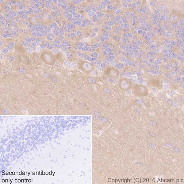 Immunohistochemistry (Formalin/PFA-fixed paraffin-embedded sections) - Anti-DRP1 antibody [EPR19275] (ab184248), expandable thumbnail
