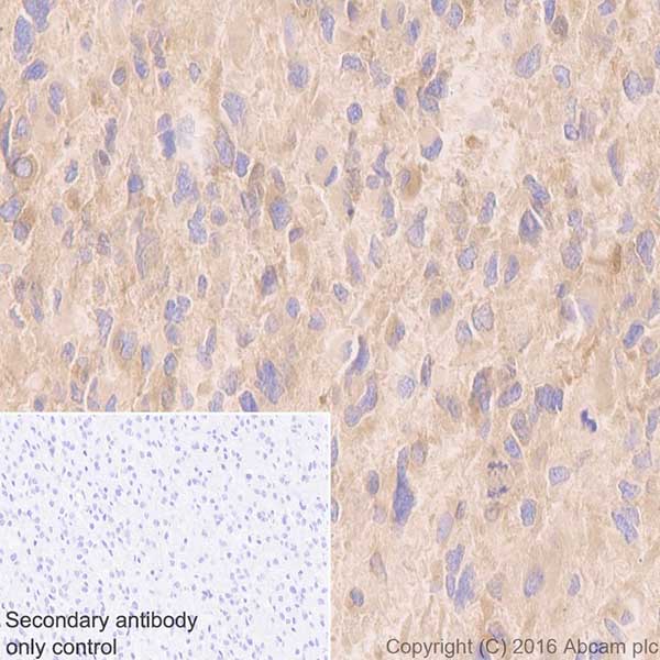 Immunohistochemistry (Formalin/PFA-fixed paraffin-embedded sections) - Anti-DRP1 antibody [EPR19275] (AB184248), expandable thumbnail