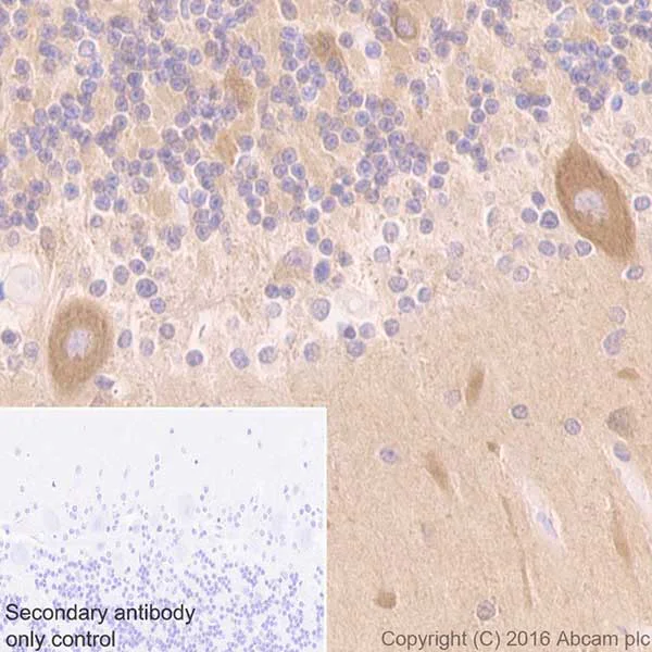 Immunohistochemistry (Formalin/PFA-fixed paraffin-embedded sections) - Anti-DRP1 antibody [EPR19275] (AB184248)