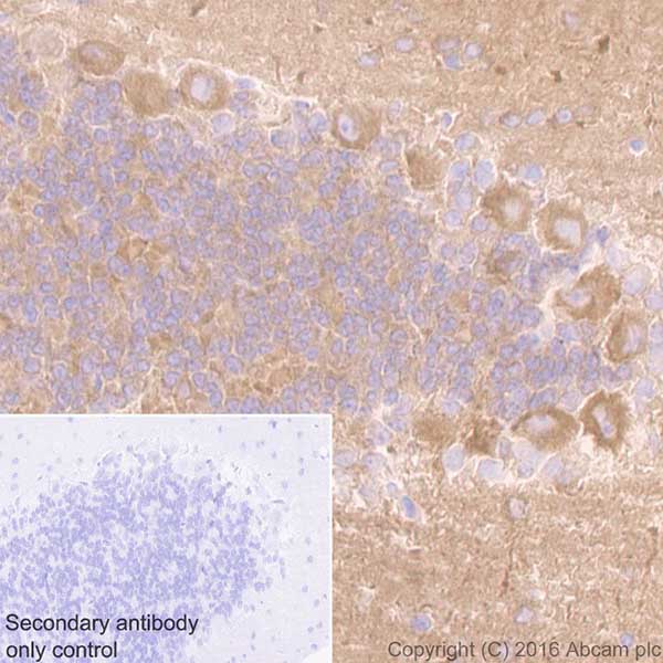Immunohistochemistry (Formalin/PFA-fixed paraffin-embedded sections) - Anti-DRP1 antibody [EPR19275] (ab184248), expandable thumbnail