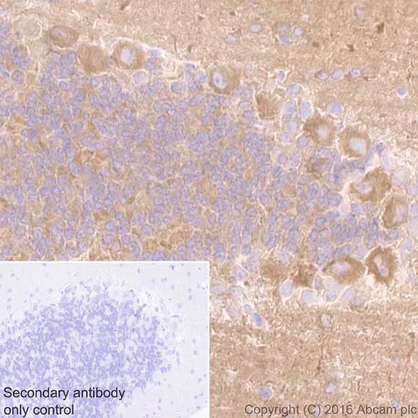 Immunohistochemistry (Formalin/PFA-fixed paraffin-embedded sections) - Anti-DRP1 antibody [EPR19275] (AB184248)