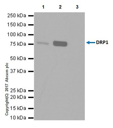 Immunoprecipitation - Anti-DRP1 antibody [EPR19275] (ab184248), expandable thumbnail