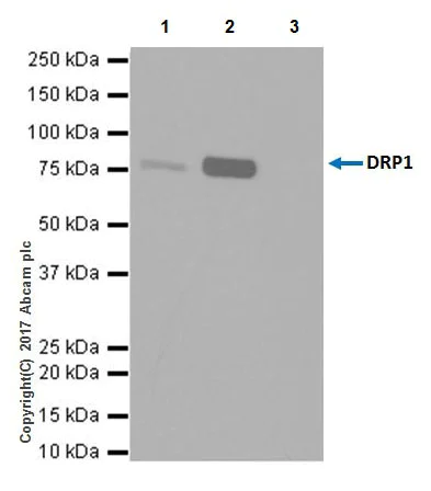 Immunoprecipitation - Anti-DRP1 antibody [EPR19275] (AB184248)