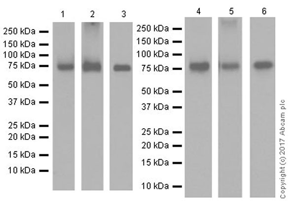Western blot - Anti-DRP1 antibody [EPR19275] (AB184248), expandable thumbnail