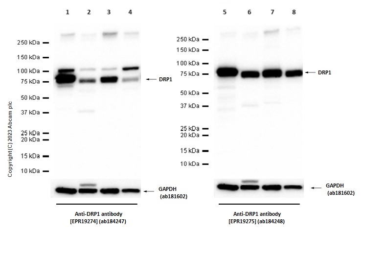 Western blot - Anti-DRP1 antibody [EPR19275] (ab184248), expandable thumbnail