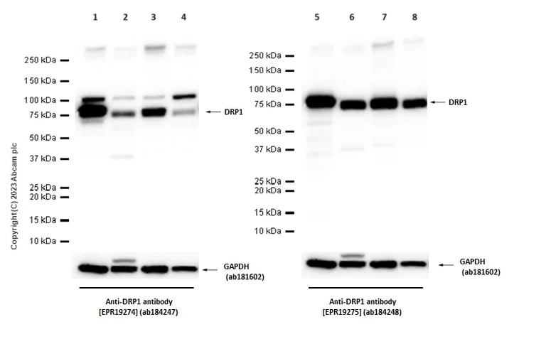 Western blot - Anti-DRP1 antibody [EPR19275] (AB184248)